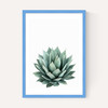 Succulent Set 2