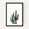 Succulent Set 3