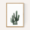 Succulent Set 3