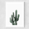 Succulent Set 3 Medium White Frame