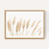 Pampas