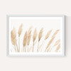 Pampas