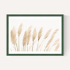 Pampas