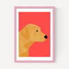 Labrador