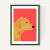 Labrador