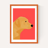 Labrador
