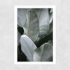 Tropical Silver Leaves Unframed Print