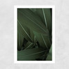 Minimal Plants Unframed Print