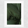 Minimal Plants Wide White Frame