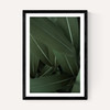 Minimal Plants