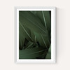 Minimal Plants