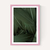 Minimal Plants