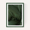 Minimal Plants