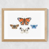 British Butterflies Wide Oak Frame