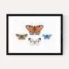 British Butterflies