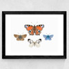 British Butterflies
