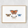 British Butterflies Narrow Oak Frame