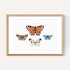 British Butterflies