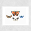 British Butterflies Narrow White Frame