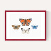 British Butterflies