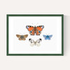 British Butterflies