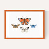 British Butterflies