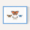 British Butterflies