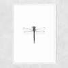 Dragonfly Narrow White Frame