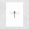 Dragonfly Unframed Print