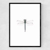 Dragonfly Narrow Black Frame