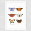 Butterflies by Kid of the Village Wide White Frame
