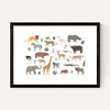 New safari animals