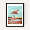Flamingo on Holiday