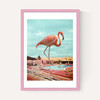 Flamingo on Holiday
