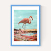 Flamingo on Holiday