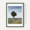 Summer Meadow