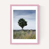 Summer Meadow
