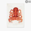 Vintage Octopus Unframed Print