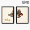 Vintage Fish Diptych Medium Black Frame