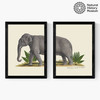 Elephant Diptych Medium Black Frame