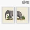 Elephant Diptych Medium White Frame