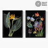 Vintage Florals Diptych Medium Black Frame