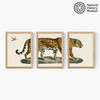 Vintage Jaguar Triptych Medium Oak Frame