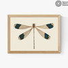 British Dragonfly Medium Oak Frame