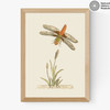 British Dragonfly and Reeds Medium Oak Frame