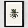 Palm Tree I Wide Black Frame