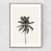 Palm Tree I Narrow Oak Frame