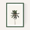 Palm Tree I
