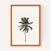 Palm Tree I