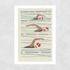 Swimmers Matchbox Unframed Print